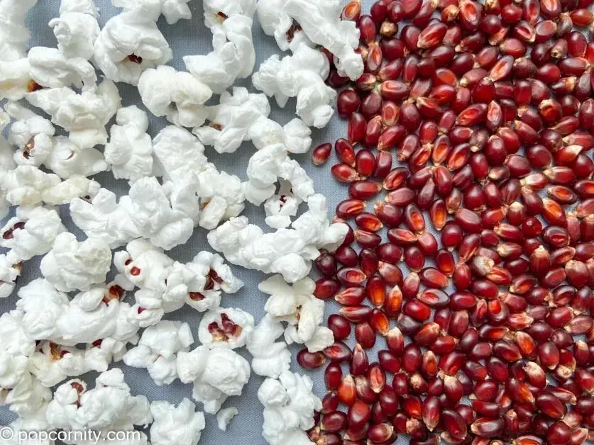 50 lbs Bulk Ruby Red Popcorn Kernels (Product of Canada)