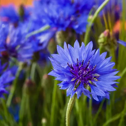 8x Feeling Blue Flower Seed Assortment