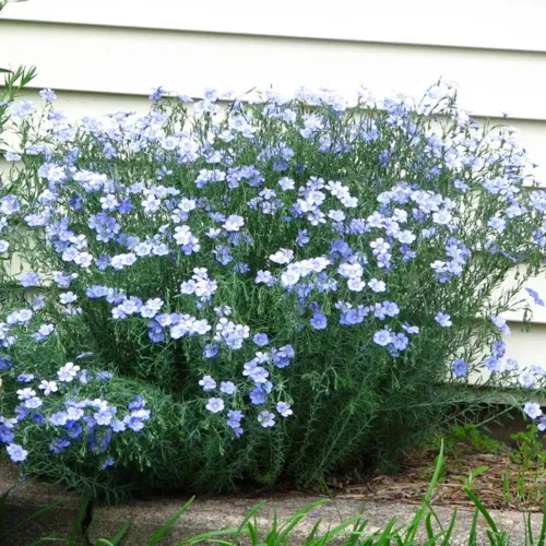 8x Feeling Blue Flower Seed Assortment