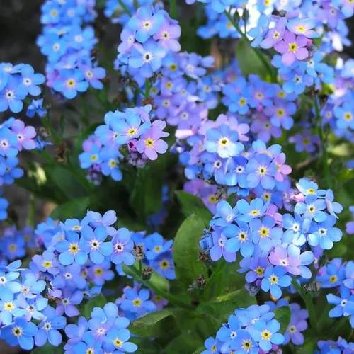 8x Feeling Blue Flower Seed Assortment