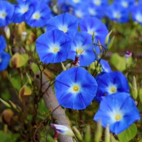8x Feeling Blue Flower Seed Assortment