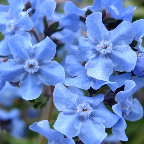 8x Feeling Blue Flower Seed Assortment