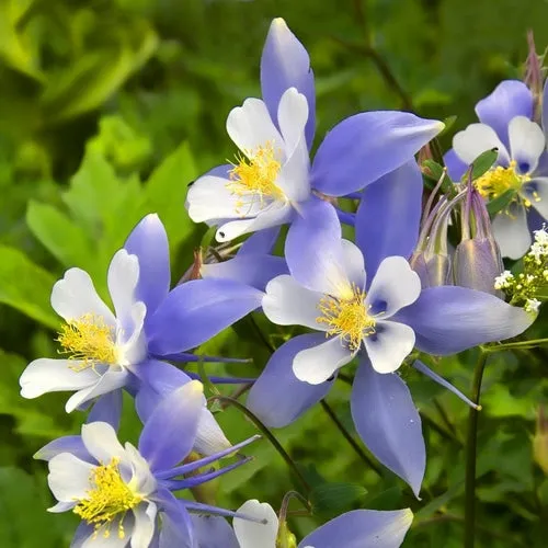 8x Feeling Blue Flower Seed Assortment