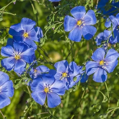 8x Feeling Blue Flower Seed Assortment