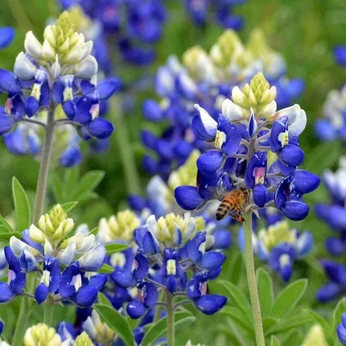 8x Feeling Blue Flower Seed Assortment