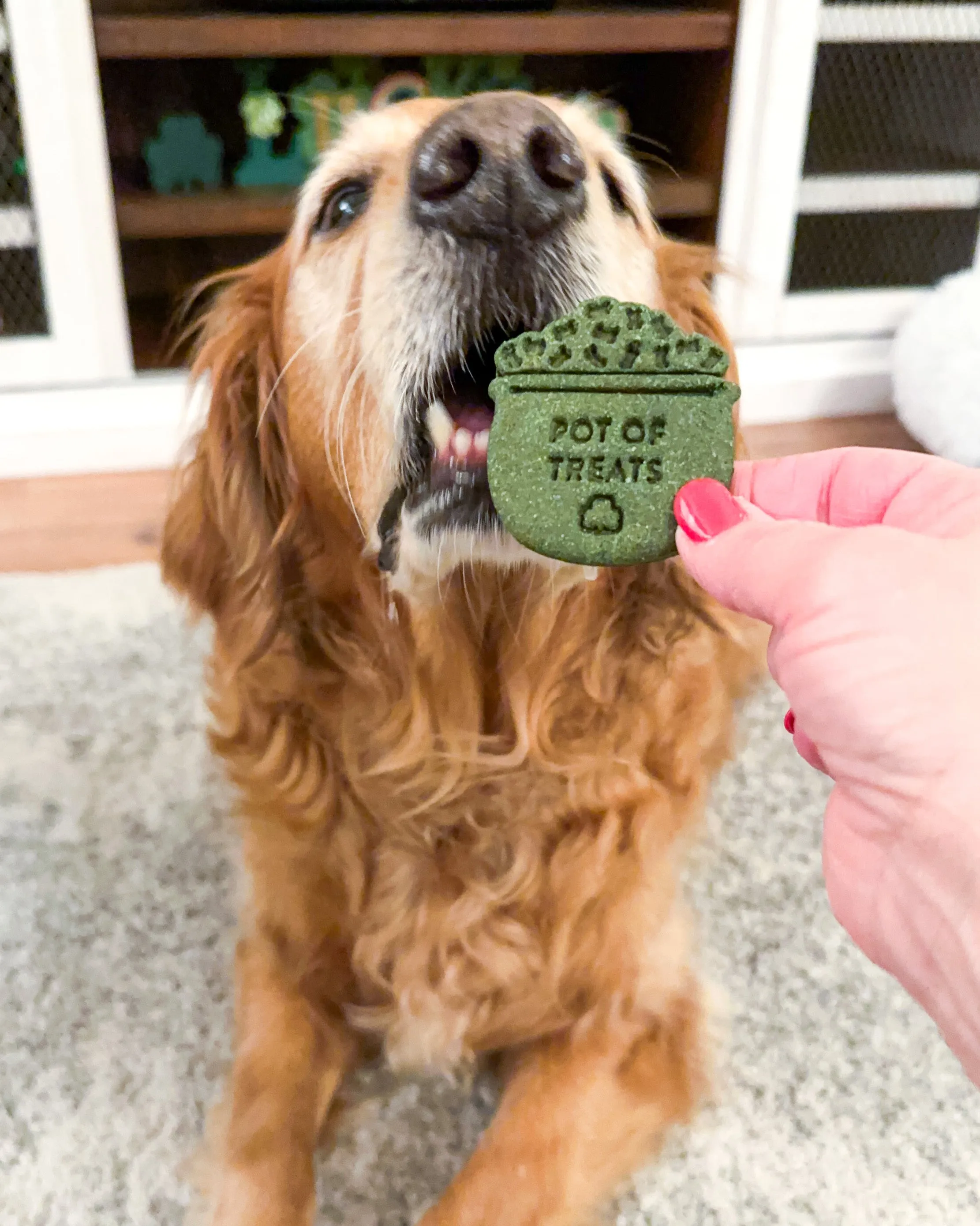 Pot of Treats- St Patrick's Day - Dog Biscuit Cookie Cutter (2 Styles Available)